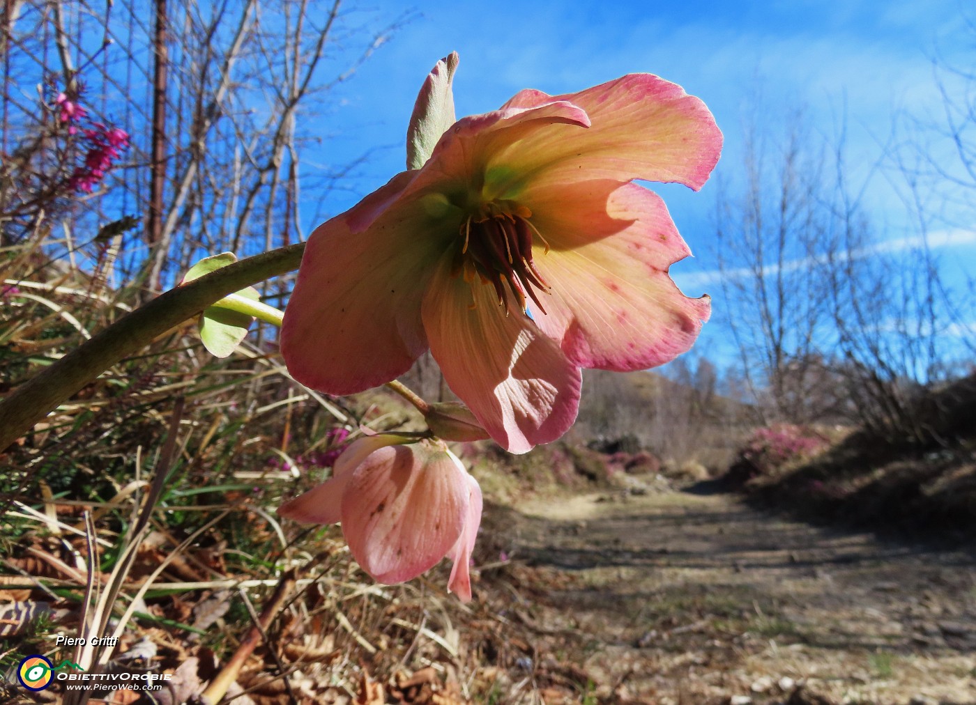 39 Helleborus niger (Elleboro) verrso la fruttescenza.JPG